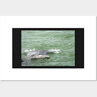 A Dolphin Hello Posters and Art